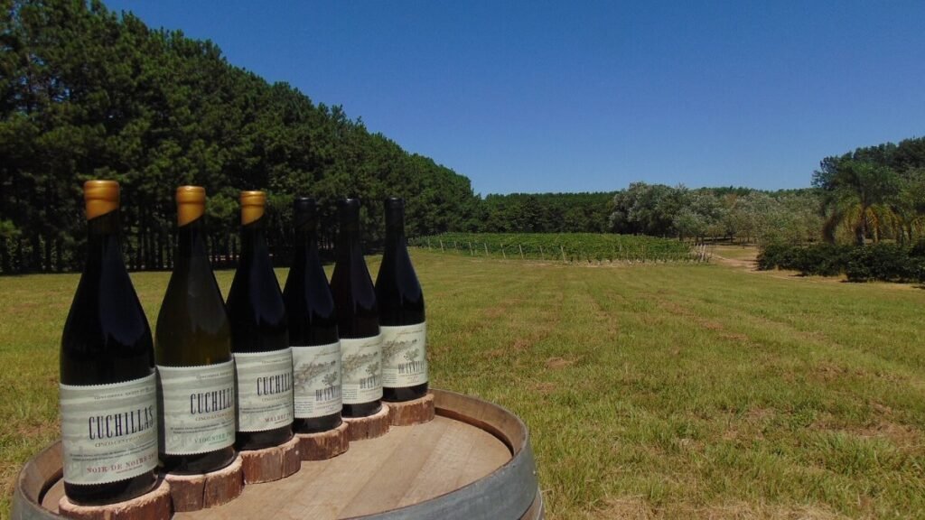 bodega 5 generaciones