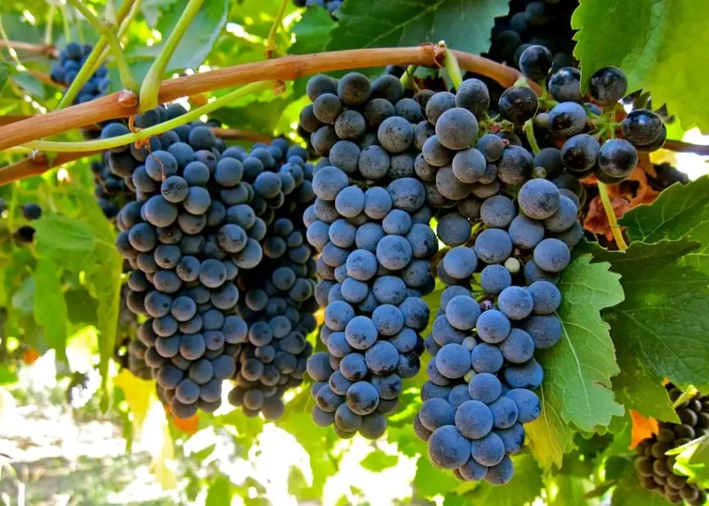 syrah vino
