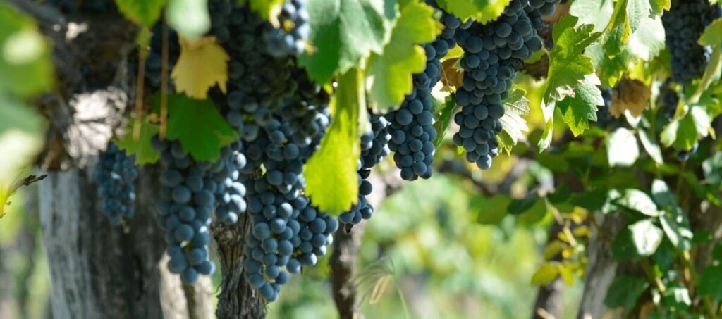 bodega 5 generaciones