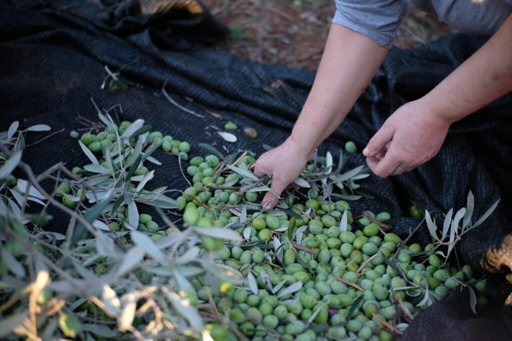 Harvesting green olives by hand in Calabria, Italy, showcasing fresh produce and traditional methods.
