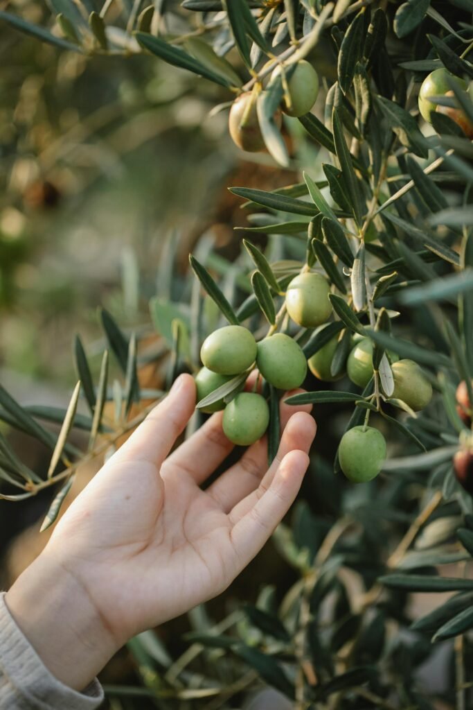 Crop unrecognizable gardener picking organic green olives ripening on lush tree in agricultural garden olivo