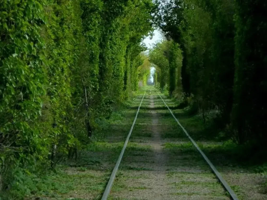 Túnel vegetal de Uribelarrea
