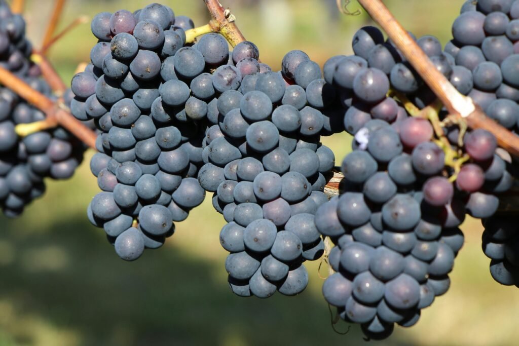 Close-up of vibrant purple grapes hanging on the vine in Hornby Island, BC.
